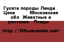 Гусята породы Линда › Цена ­ 180 - Московская обл. Животные и растения » Птицы   